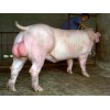 想买合格的长白公猪，就到清海种猪场   ，优质长白母猪