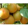 潍坊油杏——好种植的油杏出售