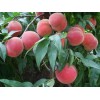 兴民果树苗木供应优良的冬雪王桃树苗，香山红桃树苗价格