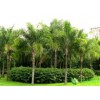 布迪椰子价格——想要易种植的布迪椰子种植就来泰禾