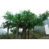 漳州景观榕树种植基地_产量好的景观榕树