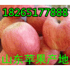 【苹果】山东纸袋苹果价格行情