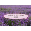 【【精品蓝香芥】】婚纱摄影花海新宠蓝香芥小苗专业培育基地--@@裕馨园艺