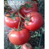 优质番茄种子 荷兰“冠晨368番茄种子”高产