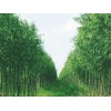 滨州美国竹柳——品种好的竹柳出售