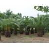 泰禾专业供应布迪椰子种植 专业种植布迪椰子树