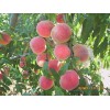 兴民果树苗木出售优质的迎秋红桃苗，迎秋红桃苗供应