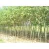 精品竹柳出售 种植美国竹柳