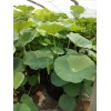 潍坊专业的荷花种苗提供商 水生植物行情