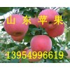 山东富士苹果出售山东红富士苹果临沂苹果产地上市