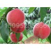 映霜红桃树苗价格|供应山东优质的映霜红桃树苗价格