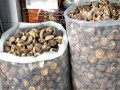 巴基斯坦：2016年食用菌出口量20.1万公斤 货值129.3万美元