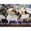 贵州波尔山羊价格——供应山东实惠的波尔山羊