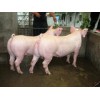 优质的二元母猪——大量供应实惠的二元母猪