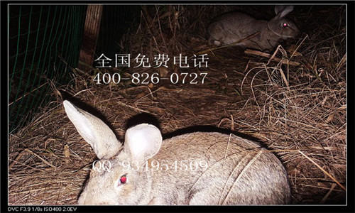 云贵川野兔种兔价格养殖基地