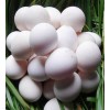 南通实惠的蓝孔雀蛋哪有卖：营养蓝孔雀蛋价位