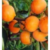 富有甜柿子树苗种植基地——口碑好的富有甜柿子树苗出售