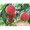 映霜红桃树苗批发商 供应山东成活率高的映霜红桃苗