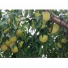 天津黄金桃：高纯度黄金桃树苗出售