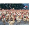 南宁散养鸡 市场上优质的南宁土鸡在哪里可以找到