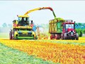 黑龙江垦区长水河农场引进优质饲料