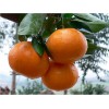 资阳柑橘苗价格，资阳柑橘苗批发，资阳柑橘苗特点