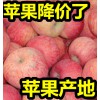 山东红星苹果价格便宜/红将军/红富士苹果产地批发