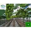 葡萄避雨栽培大棚设施建设，选择专业，芳诚温室