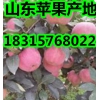 山东红富士苹果大量上市 苹果产地批发价格