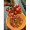湖南番茄管理的几个误区，番茄大棚信息咨询，芳诚温室