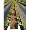 采摘新秀--草莓，露天或设施栽培，清远草莓定植缓苗管理要点