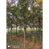 米径3-20公分美国山核桃树