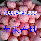 １５５５４９４１２２２山东冷库红富士苹果产地批发价格