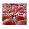 １５５５４９４１２２２冷库红富士苹果直销批发价格