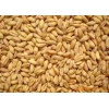 求购糯米淀粉碎米小麦高粱玉米大米豆类等原料