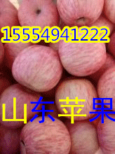 15554941222红富士苹果产地价格山东冷库苹果批发价格