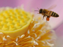 贵州独山：发放种蜂 开启“甜蜜”事业（图）