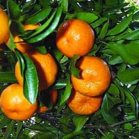 哪里的椪柑最甜？/屏山鮮甜椪柑、橘子、丑柑  批發零售