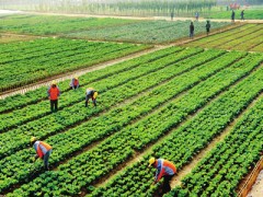 重慶村民種植蔬菜獲“豐收”（圖）