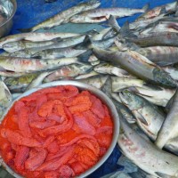 俄羅斯進口馬哈魚批發市場，俄羅斯進口馬哈魚批發價格