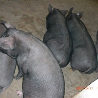 太湖母豬價格-來臨朐縣元杰生豬養殖，買實惠的太湖豬
