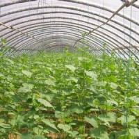 蔬菜温室供应-专业的蔬菜温室大棚搭建推荐