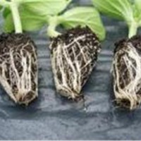 龙岩温室大棚-优惠的福建育苗基质家庭栽培土价位
