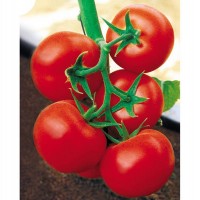 越冬西红柿种子价格_买西红柿种子选哪家好