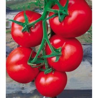 优质越冬西红柿种子-山东品种好的西红柿种子供应