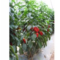 内蒙尖椒种子-优良尖椒种子当选寿光圣日蔬菜良种