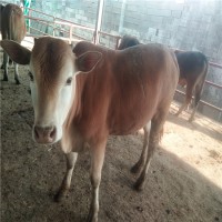 购买鲁西黄牛、牛犊、改良黄牛犊来济宁特种养殖基地