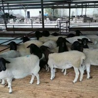 梁山县纯种萨福克种公羊养殖场多胎肉羊品种量大价优
