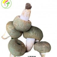 上海三聚农产品有限公司持续提供各种食用菌
