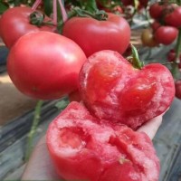 无锡西红柿苗育苗厂 大量供应硬果西红柿苗